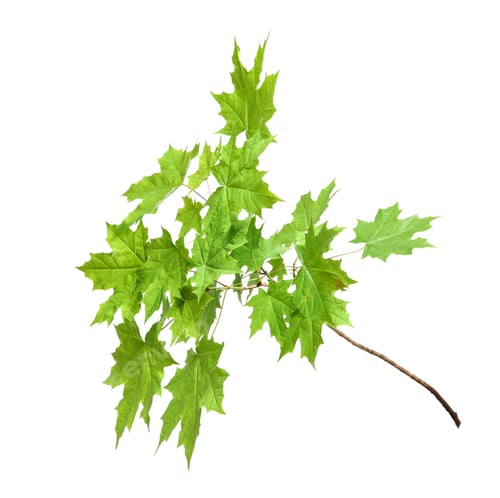 Preview: Branch of maple tree with young fresh green leaves isolated on white. Spring season
