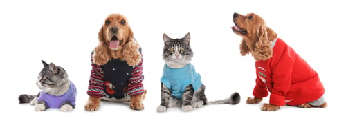 Preview: Cute dog and cat in pet clothes on white background, collage