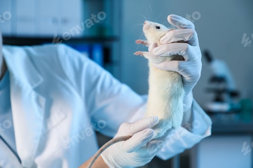 Preview: Scientist working with rat in laboratory, closeup