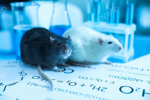 Preview: Cute rats, papers and laboratory glassware with samples on table indoors, closeup