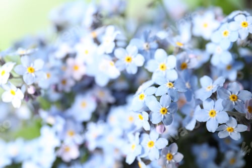Preview: Beautiful forget-me-not flowers growing outdoors, closeup. Spring season