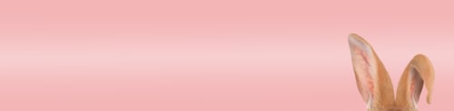 Preview: Fluffy rabbit ears on pink background, banner design. Easter bunny
