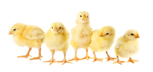 Preview: Cute fluffy chicks on white background. Baby animals