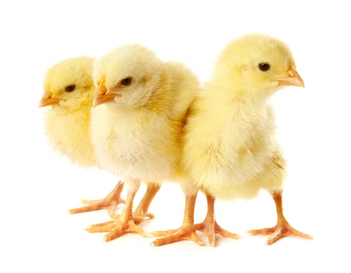 Preview: Cute yellow chicks on white background. Baby animals