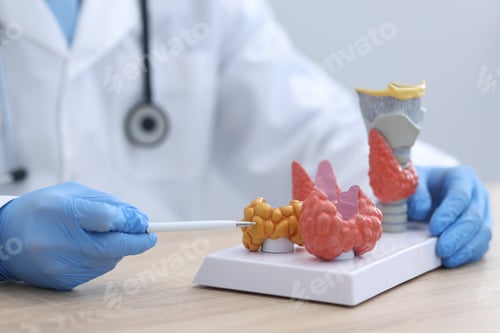 Preview: Endocrinologist demonstrating models of thyroid glands at desk in clinic, closeup