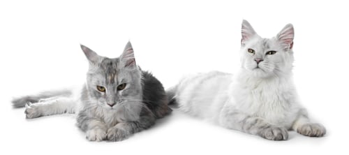 Preview: Adorable pet. Cute Maine Coon cats on white background