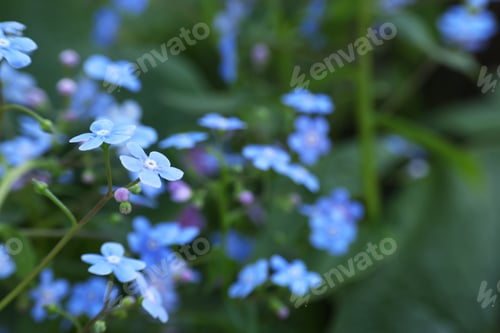 Preview: Beautiful forget-me-not flowers growing outdoors, space for text. Spring season
