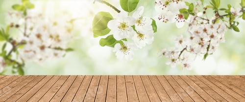 Preview: Beautiful blossoms on spring tree branches above empty wooden surface. Space for design