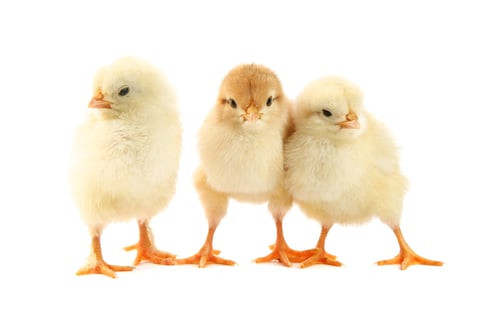 Preview: Cute chicks isolated on white. Baby animals