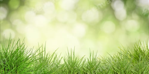 Preview: Lush grass against blurred green background. Banner design