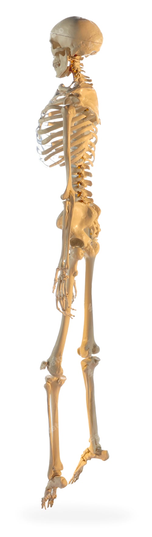 Preview: Artificial human skeleton model on white background