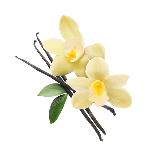 Preview: Vanilla flowers and pods isolated on white