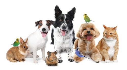 Preview: Group of cute pets on white background. Parrots, dogs, cat, bunny and guinea pig