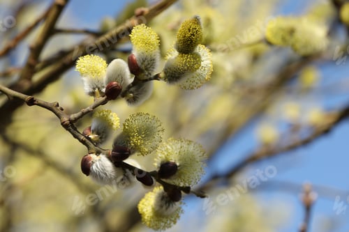 Preview: Beautiful pussy willow branches with catkins outdoors, closeup. Space for text