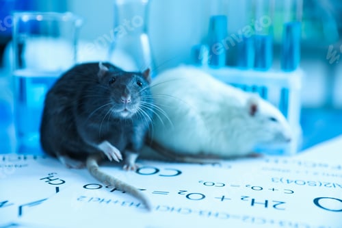 Preview: Cute rats, papers and laboratory glassware with samples on table indoors, closeup
