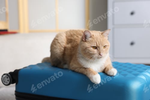 Preview: Cute cat on suitcase at home, closeup. Traveling with pet