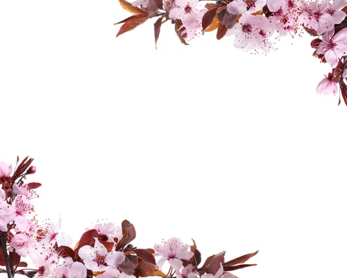 Preview: Blossoming branches of spring tree on white background