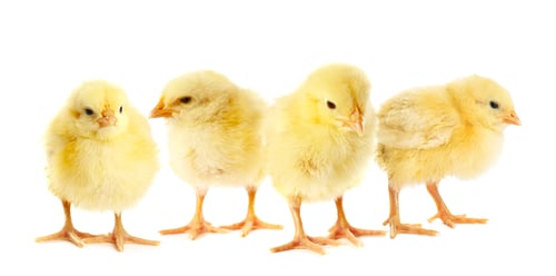 Preview: Cute fluffy chicks on white background. Baby animals