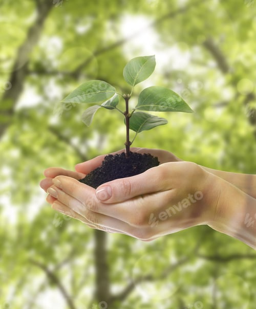 Preview: Woman holding soil with green sprout in nature, closeup
