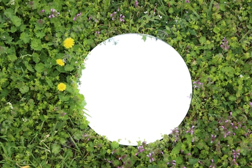 Preview: Round mirror among green plants in meadow, top view