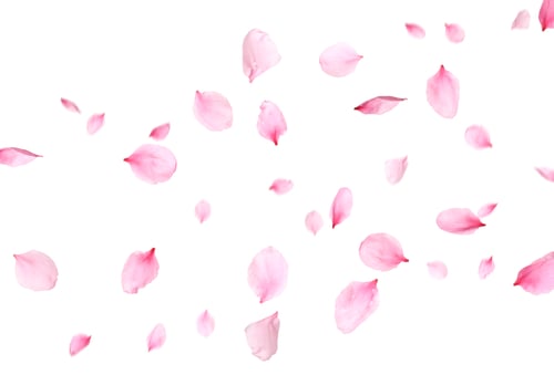 Preview: Sakura petals flying in air on white background. Spring blossom