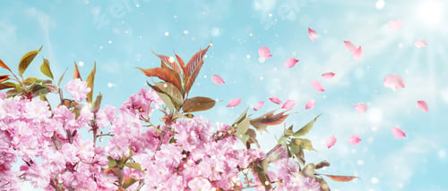 Preview: Sakura branches with pink blossoms against blue sky in spring. Banner design