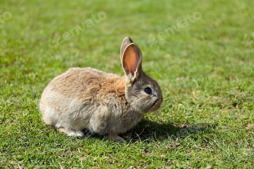 Preview: Cute fluffy rabbit on green grass outdoors, space for text