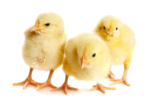 Preview: Cute yellow chicks on white background. Baby animals
