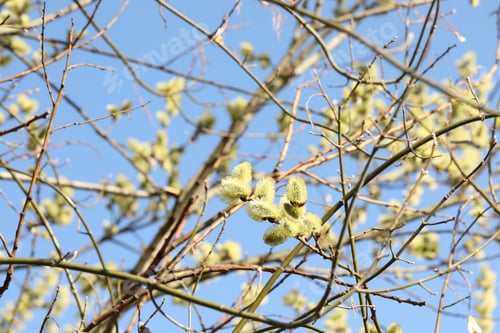 Preview: Beautiful pussy willow branches with catkins under blue sky, low angle view
