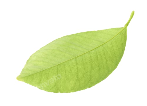 Preview: Fresh green leaf of citrus plant isolated on white