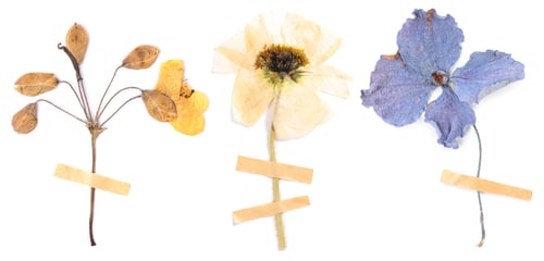 Preview: Dried and pressed flowers with adhesive tape pieces isolated on white, set