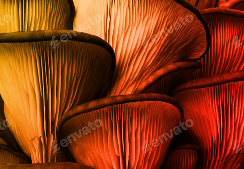 Preview: Oyster mushrooms, closeup. Toned in red and orange
