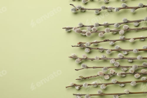 Preview: Beautiful blooming willow branches on light green background, top view. Space for text