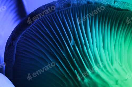 Preview: Oyster mushroom, macro view. Toned in blue and turquoise