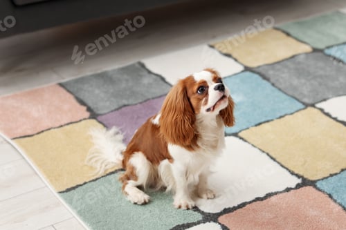 Preview: Cavalier King Charles spaniel dog on rug at home