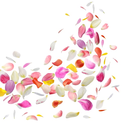 Preview: Beautiful flower petals flying against white background