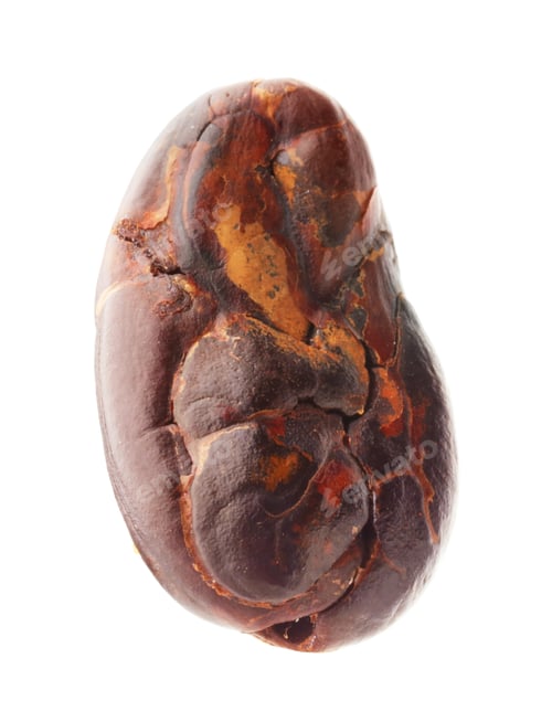 Preview: One natural cocoa bean isolated on white