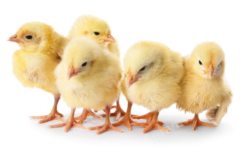 Preview: Cute yellow chicks on white background. Baby animals