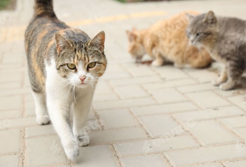 Preview: Stray animal. Cute homeless cats on city street