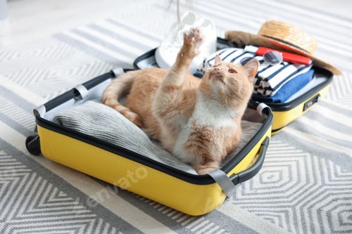 Preview: Cute cat sitting in suitcase with clothes at home. Traveling with pet