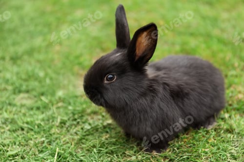 Preview: Cute black baby bunny on green grass outdoors, space for text
