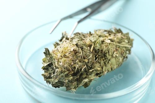 Preview: Dried medicinal herbs in Petri dish and tweezers on light blue background, closeup