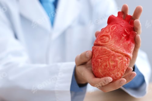 Preview: Cardiologist with model of heart in clinic, closeup