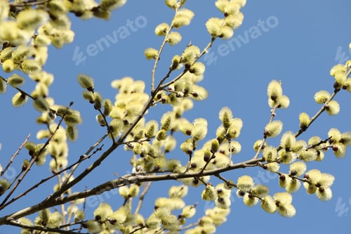 Preview: Beautiful pussy willow branches with catkins under blue sky, low angle view