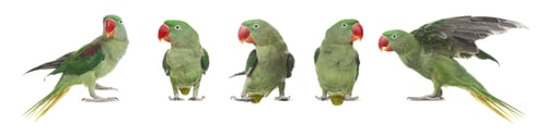 Preview: Bright green Alexandrine Parrot isolated on white, set