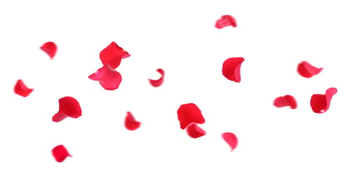 Preview: Red rose petals flying in air against white background