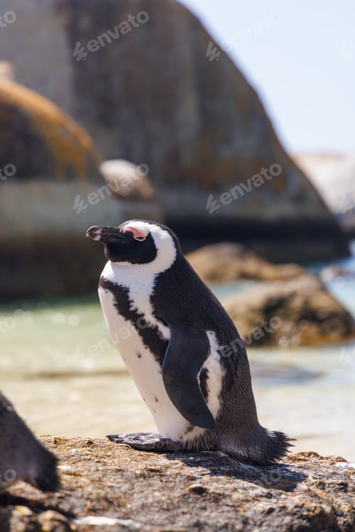 Preview: Penguins on ocean shore in South Africa