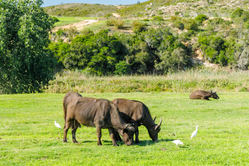 Preview: Buffalo herd on safari in South Africa