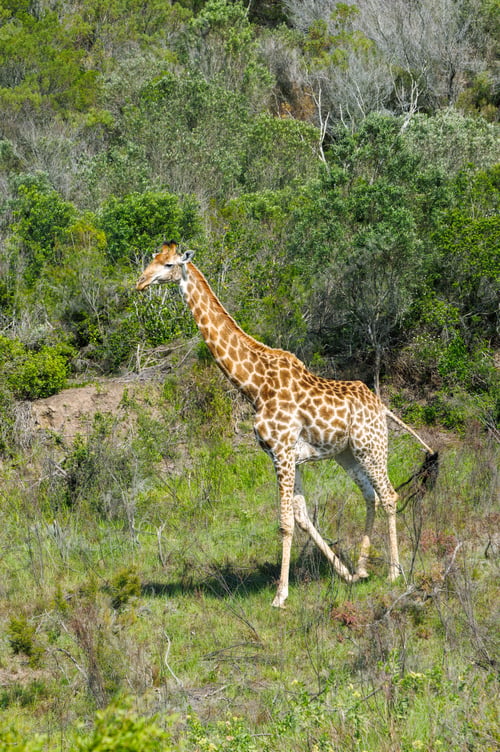 Preview: Giraffe on safari in South Africa