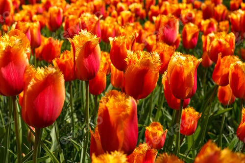 Preview: Colorful Spring Tulip Fields Under Bright Sunlight